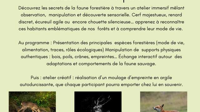 Atelier faune sauvage