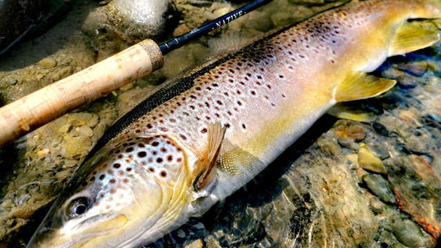 PÊCHE PASSION PYRÉNÉES