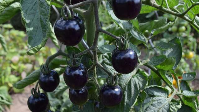 Causerie Verte: découvrez les tomates de la grainothèque