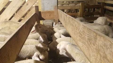 GAEC DES CARLINES - FERME DES CARLINES