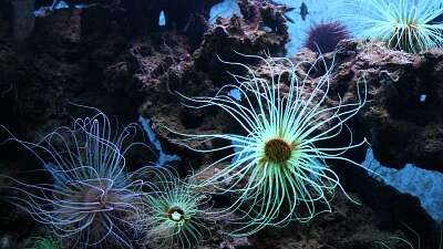 BIODIVERSARIUM : AQUARIUM DE BANYULS-SUR-MER