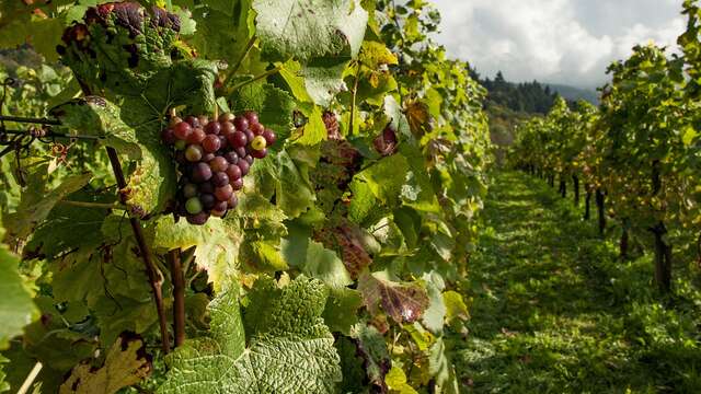 DOMAINE LES ARABESQUES