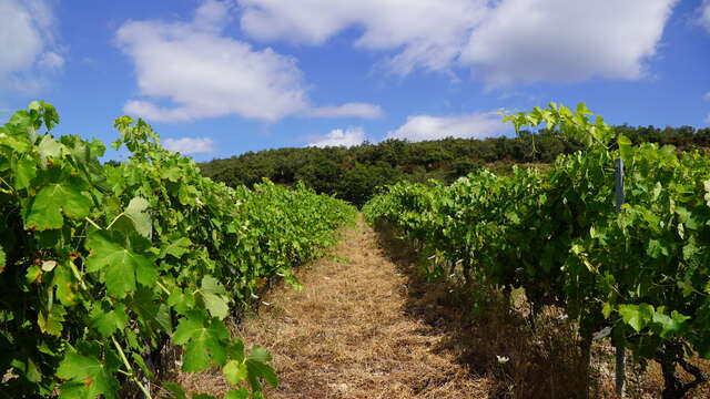 VISITE GUIDÉE - DOMAINE JAÇA