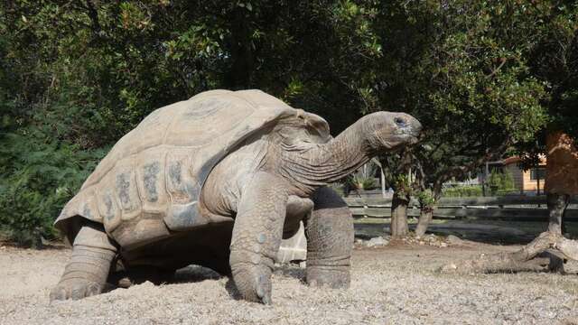 LA VALLEE DES TORTUES