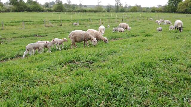 GAEC DES PRAIRIES ANGEVINES