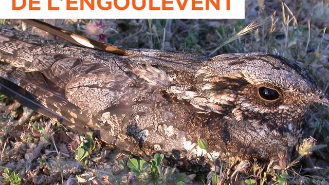 SORTIE NATURE- LPO