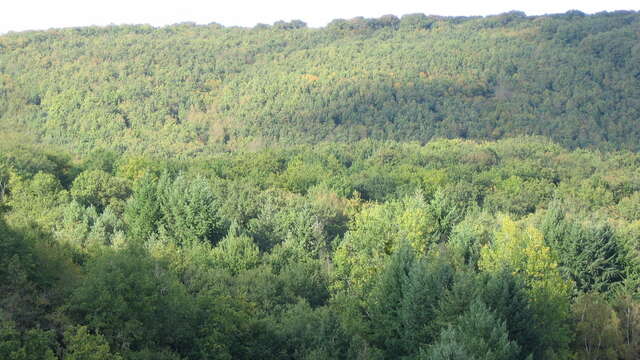 CIRCUIT ÉQUESTRE DE PIERRE BRUNE