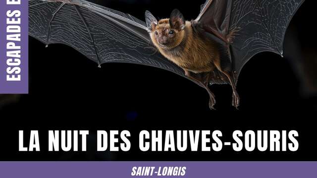 Escapades en Maine Saosnois : La nuit des chauves-souris