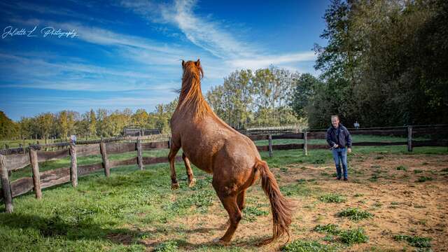 Face à face avec les chevaux