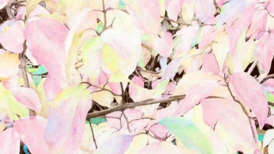 [EXPOSITION] JBFL duo