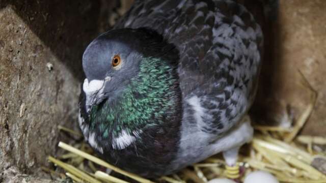 DOMINIQUE FOUCHARD - LES PIGEONNEAUX DU STADE