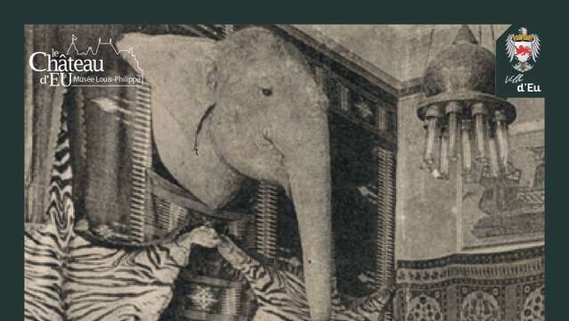 Rendez-vous du mercredi - La tête d'éléphant et les collections de chasse du Musée