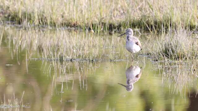 Découverte de la réserve naturelle de l'estuaire de la Seine à l'heure de la migration