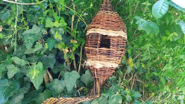 Cours de Vannerie sauvage et d'osier