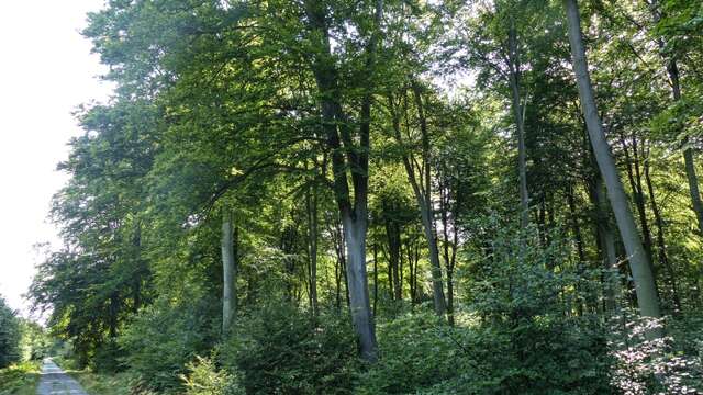 Arboretum du Petit Charme