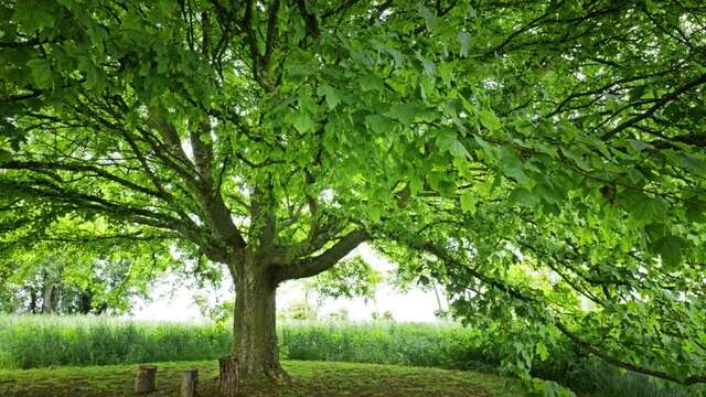 Le Crapaud à Trois Pattes