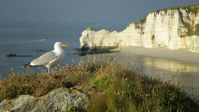 Natterra - Découvertes naturalistes à Etretat