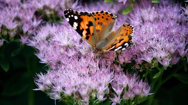 [Sortie nature] Flore prairiale et pollinisateurs