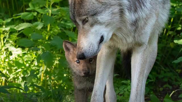 Parc canadien - Visite du Temple des loups