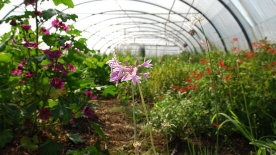 L'Explorateur : Le Champ des comestibles - Des fleurs dans votre assiette !