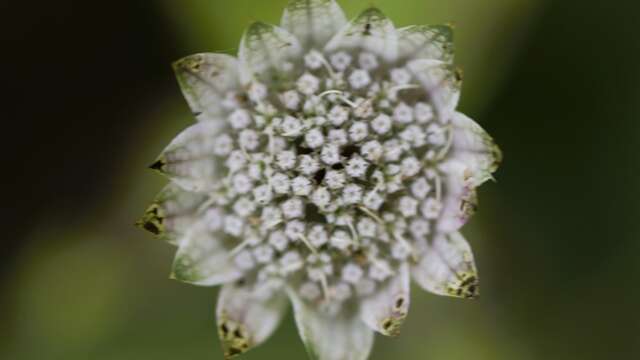 Masterclass photos - Photo macro