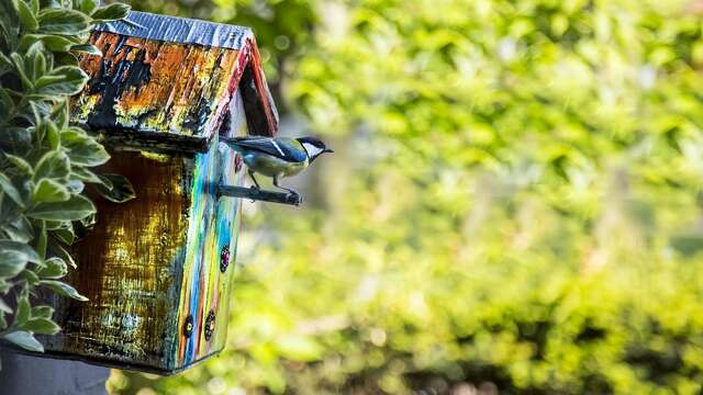 Atelier : Oiseaux et nichoirs