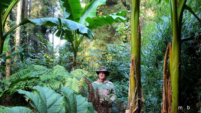 Visite guidée - Jardin jungle
