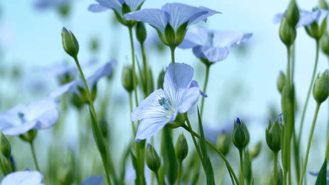Écomusée Pays de Caux - Traditions du Lin