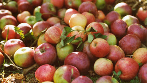Marché de producteurs