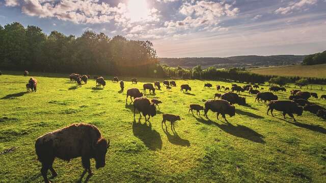 Parc canadien - Visite du parc des Bisons