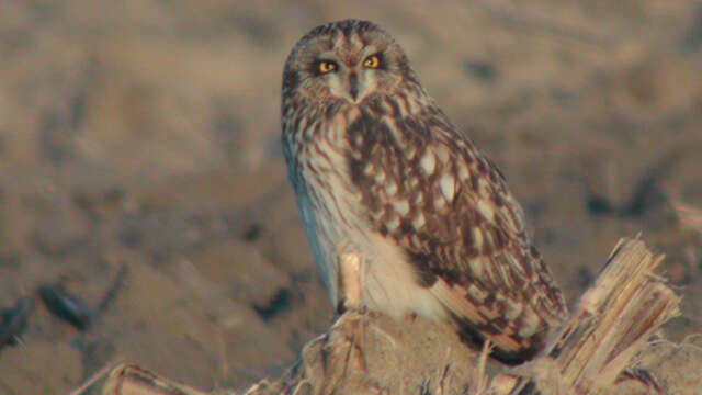 Sortie nature : La nuit de la chouette