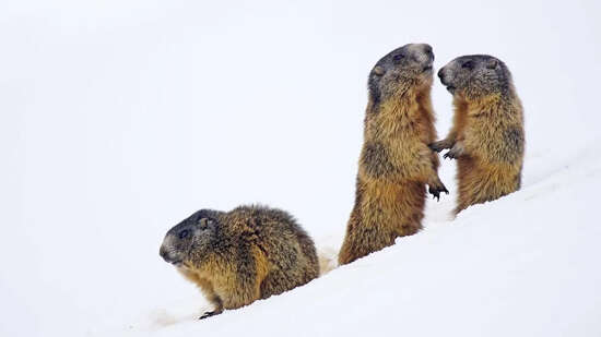 Atelier : Mission hibernation