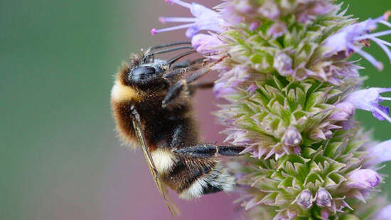 Sortie nature : Papillons et insectes