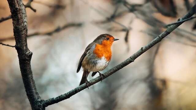 Sortie ornithologique - Les oiseaux des villages