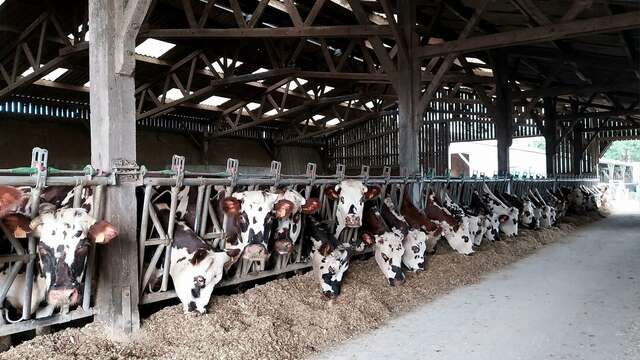 Les Glaces Cow'choises