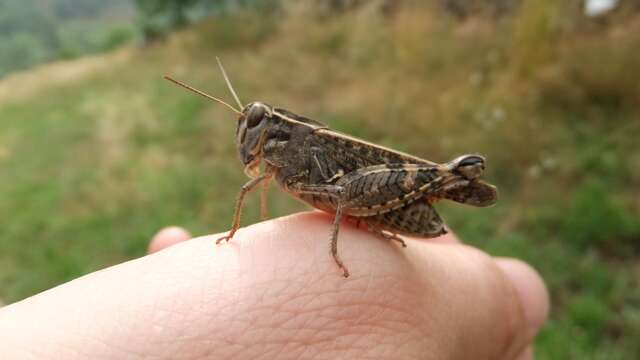 Animation nature - insectes et compagnie