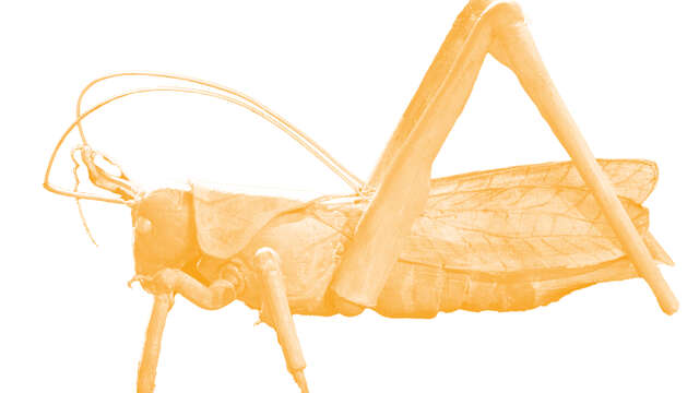 [Marionnettes] Nuisibles