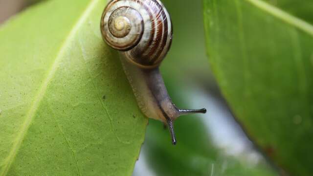 Visite Découverte des Escargots du Mont Réal