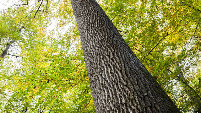 Chasse au trésor "À la poursuite du temps caché" à Carnuta et en forêt de Bercé