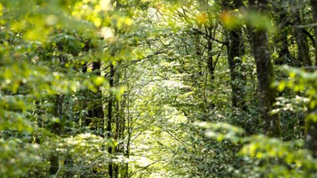 AIRE DE PIQUE-NIQUE - DU  CARREFOUR DU PETIT MAILLEZAIS