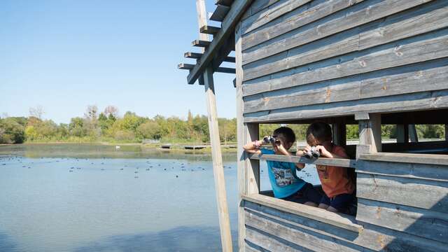 Balade "Les oiseaux du plan d'eau"