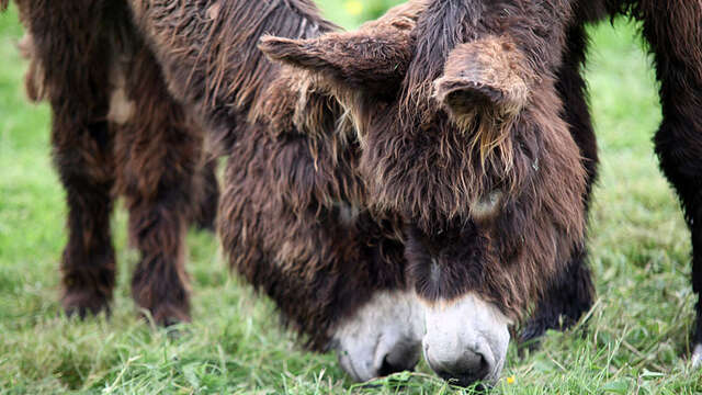 Asinerie de la Rivière
