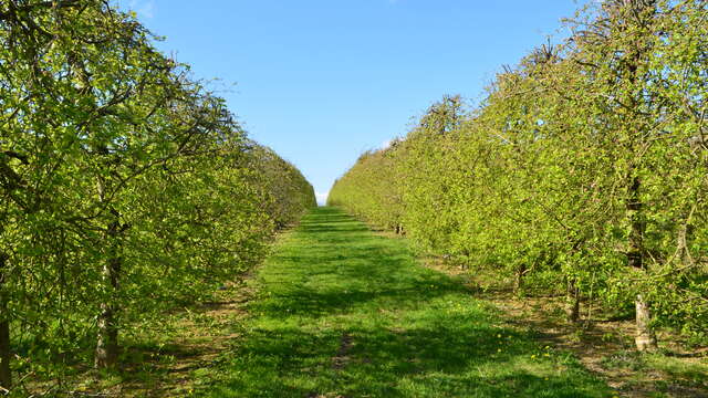 PRODUITS CIDRICOLES - LES VERGERS DE LA ROUERIE