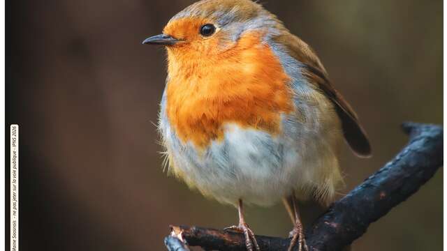 Atelier "Drôles d'oiseaux"