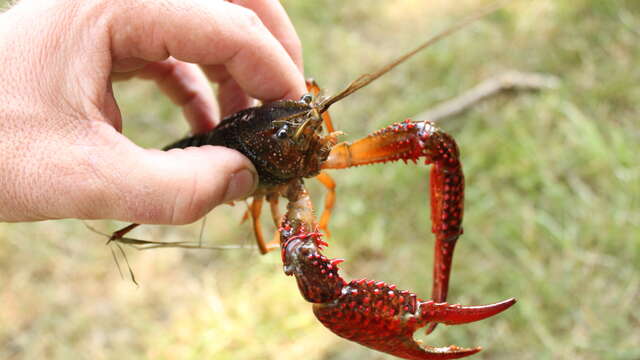 Pêche à l'écrevisse
