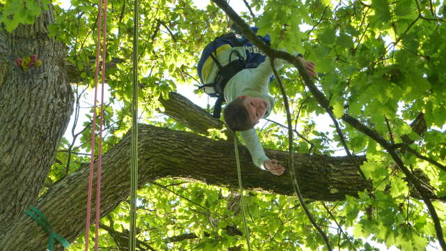 Le dédale des cimes - initiation à la grimpe d'arbre