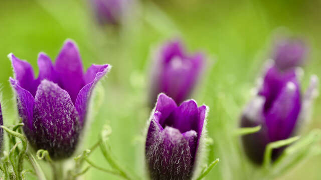 Balade en vallée du Rutin à la découverte des Anémones pulsatilles