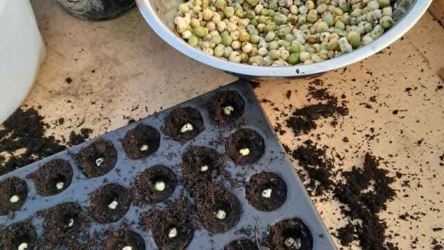 Atelier : Récolter et semer ses graines de légumes et fleurs