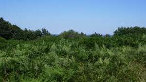 Sentier de la Montjoie