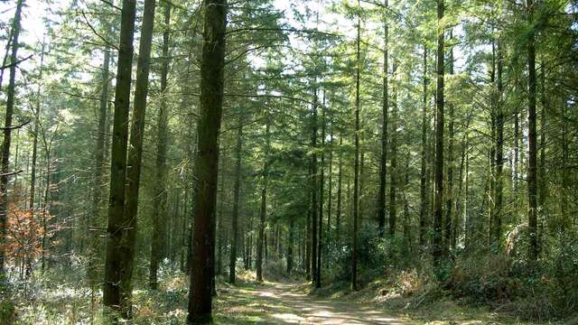 Sentier Les débutants - piste 6